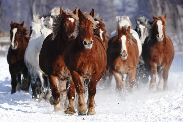 Lopende Paarden Wirner — Stockfoto