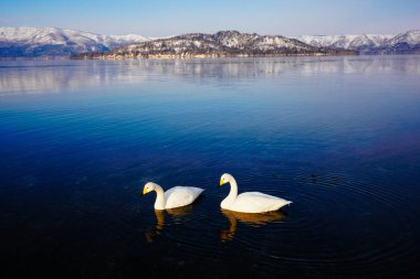 Kış hokkaido Kuğu