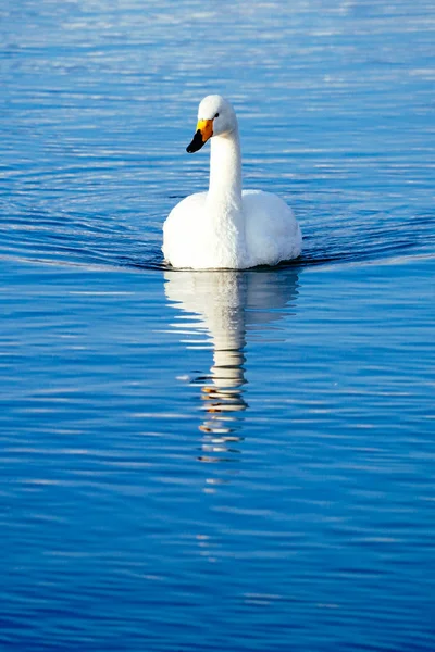Swan Winter Hokkaido — Stock Photo, Image