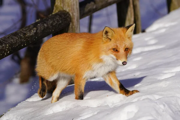 Fox Winter Hokkaido — Stockfoto