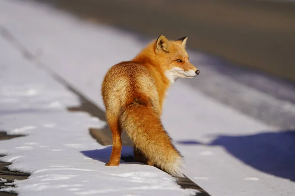 Raposa Inverno Hokkaido — Fotografia de Stock