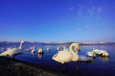 Kış hokkaido Kuğu