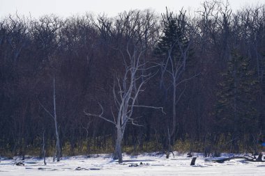Kış hokkaido manzara