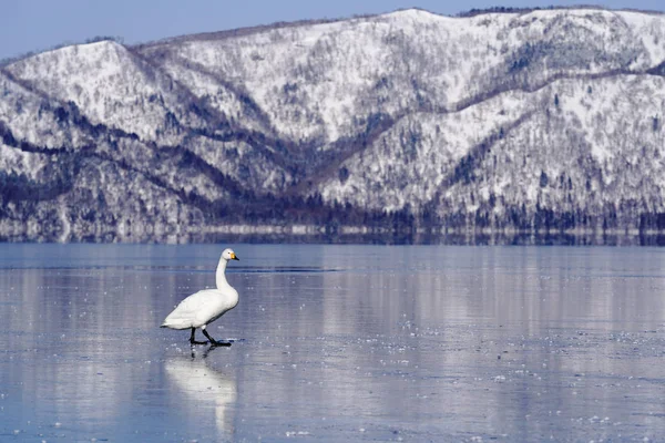 Cisne Inverno Hokkaido — Fotografia de Stock