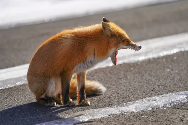 冬の北海道を狐します — ストック写真