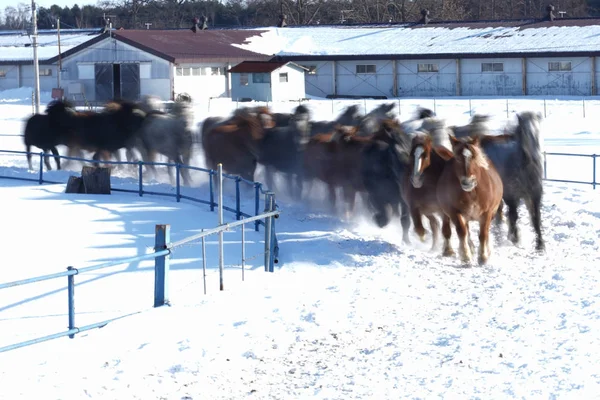 running horses in winter