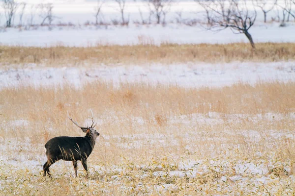 Ciervos Invierno Hokkaido —  Fotos de Stock