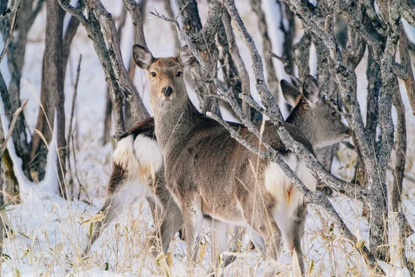 Jeleń Zimie Hokkaido — Zdjęcie stockowe