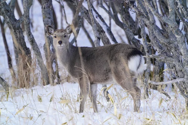冬天的鹿北海道 — 图库照片