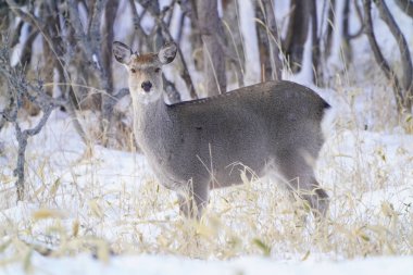 Kış hokkaido geyik