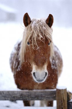At kışın hokkaido