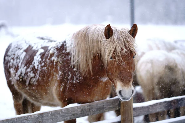 At kışın hokkaido