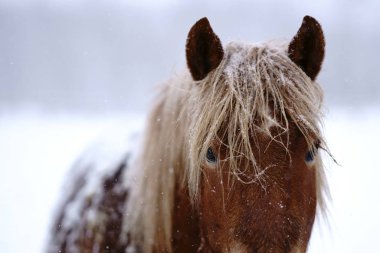 At kışın hokkaido