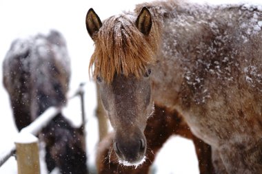 At kışın hokkaido