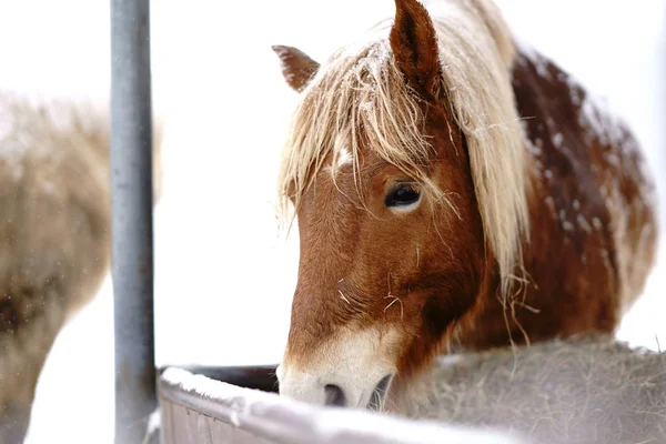 Caballo Invierno Hokkaido — Foto de Stock