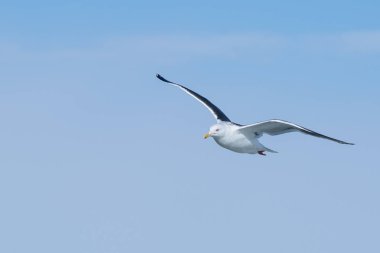 Mavi gökyüzü uçan martı