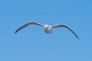 Mavi gökyüzü uçan martı