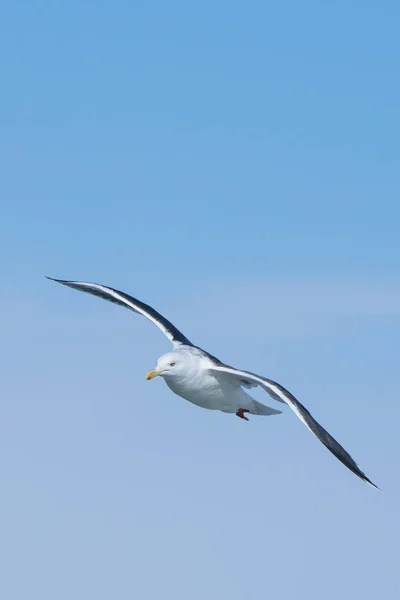 Möwe Fliegt Blauen Himmel — Stockfoto