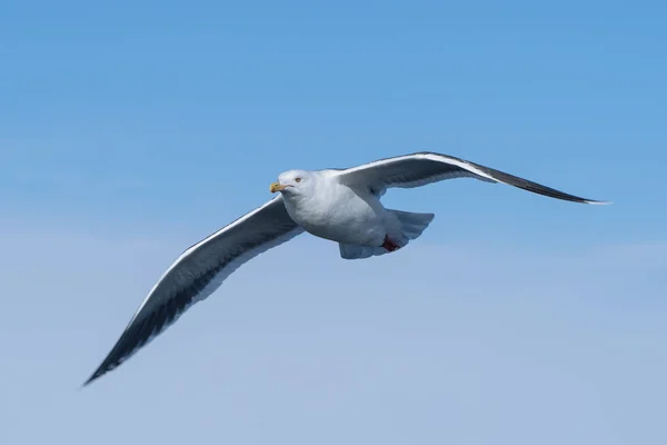 海鸥飞蓝蓝的天空 — 图库照片
