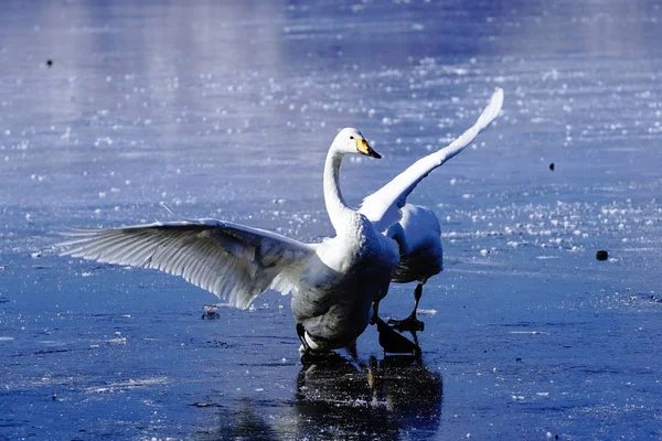 Cisne Lago Inverno — Fotografia de Stock