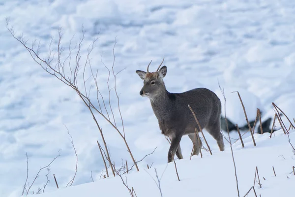 鹿和漂流冰 — 图库照片
