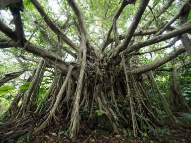 Okinawa büyük Hint inciri ağacı