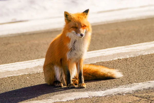 Raposa Inverno Hokkaido — Fotografia de Stock