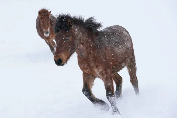 Häst Vintern Hokkaido — Stockfoto
