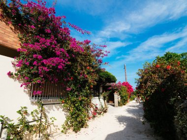 Ishigaki ada manzara