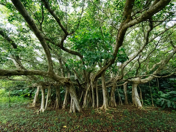 Мангрових Iriomote Острови — стокове фото