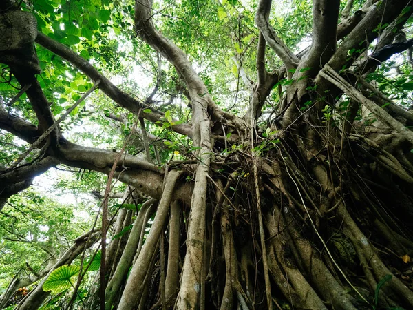 Mangrove Auf Der Insel Ishigaki — Stockfoto