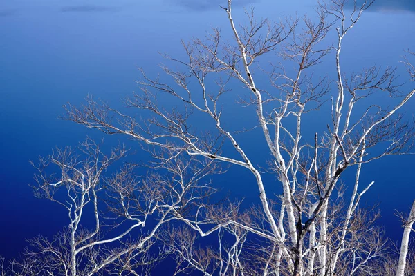 Bouleau Blanc Lac Bleu — Photo