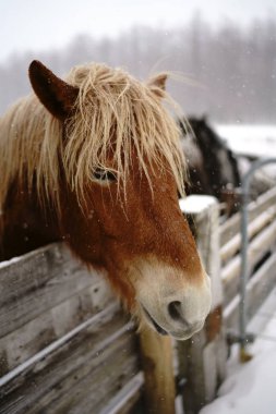 At kışın hokkaido