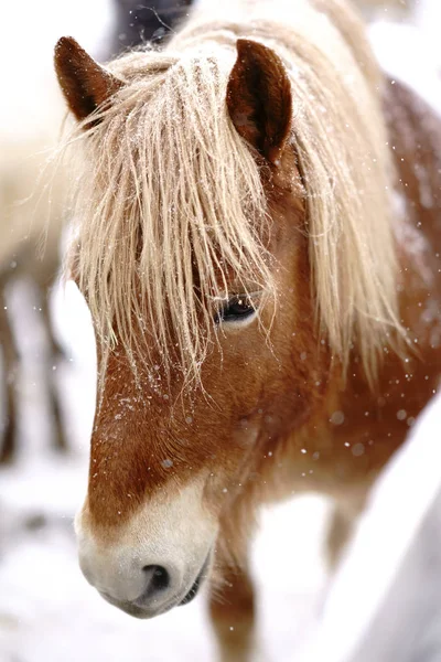 Caballo Invierno Hokkaido — Foto de Stock