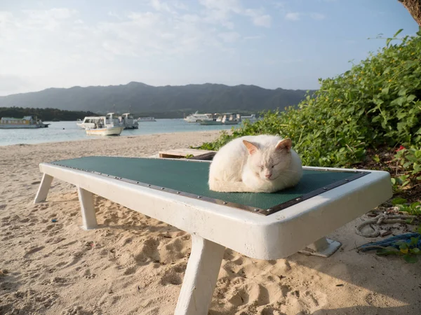 Cat Beach — Stock Photo, Image
