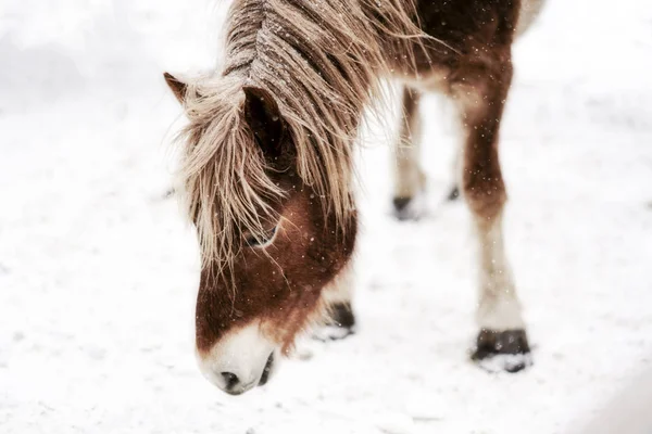 Kůň Zimě Hokkaido — Stock fotografie