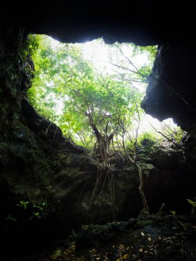 Ishigaki ada ormanda