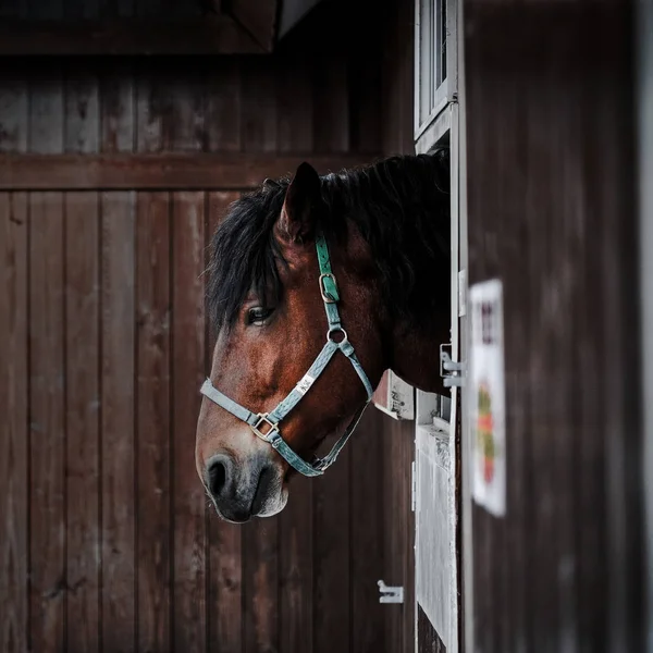 horse in stable Japan