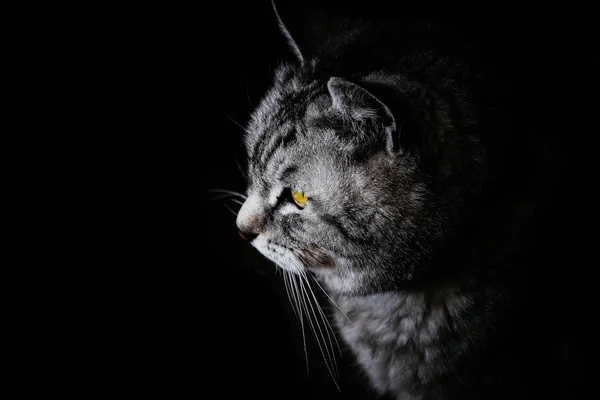 Cat Black Background — Stock Photo, Image