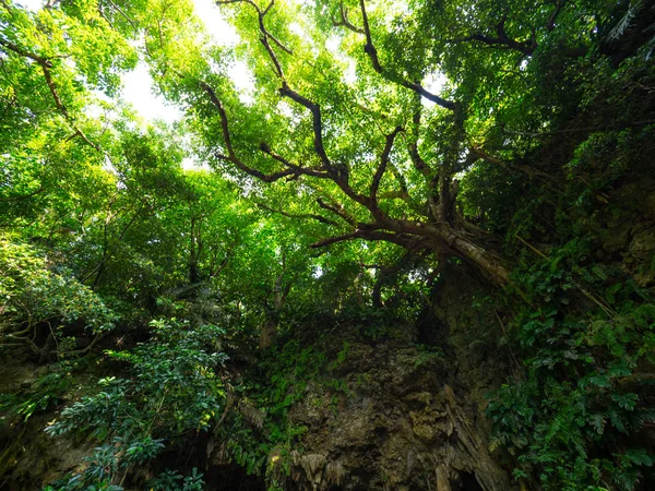 Dschungel Auf Der Insel Ishigaki — Stockfoto