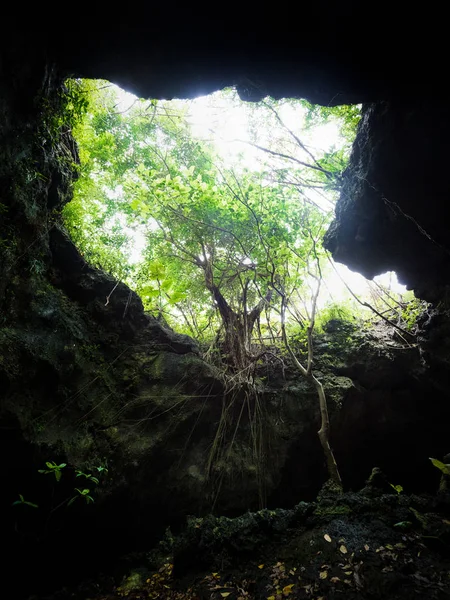 Jungle Dans Île Ishigaki — Photo