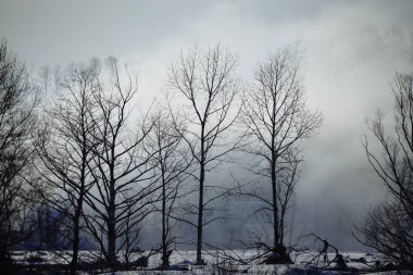 Kış hokkaido manzara