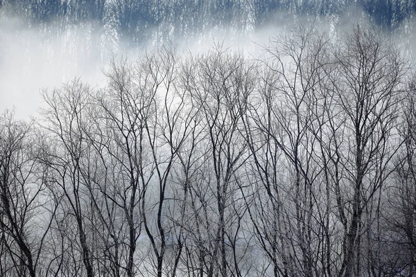 Ландшафт Зимой Hokkaido — стоковое фото