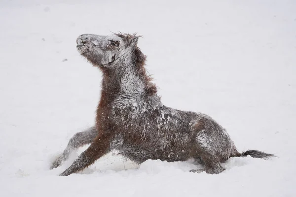 Cavalo Hokkaido Inverno — Fotografia de Stock