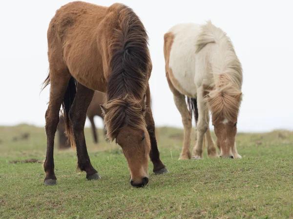 Лошадь Острове Йонагуни — стоковое фото