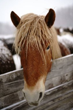 At kışın hokkaido