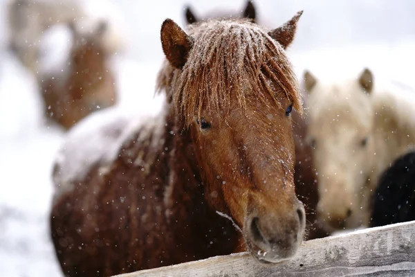 Koń Zimie Hokkaido — Zdjęcie stockowe