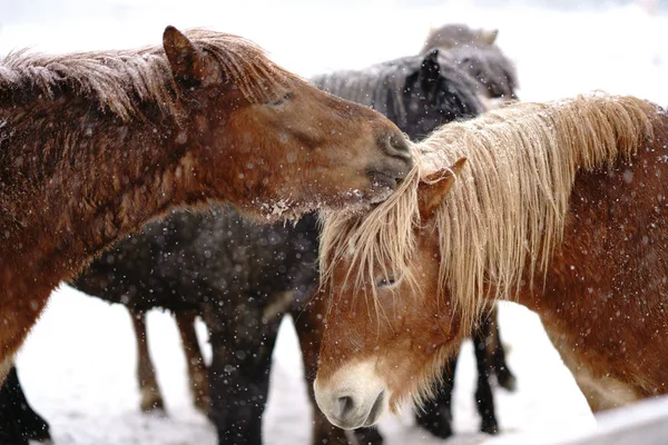 Caballo Invierno Hokkaido — Foto de Stock