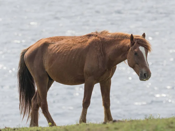 Horse Yonaguni Island — Stock Photo, Image