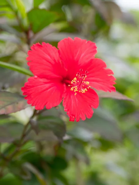 Hibiscus Yaz Okinawa — Stok fotoğraf